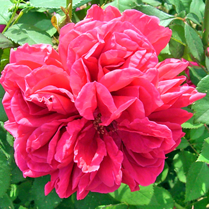Photos Rosa - Rose