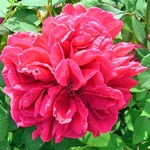 Photos Rosa