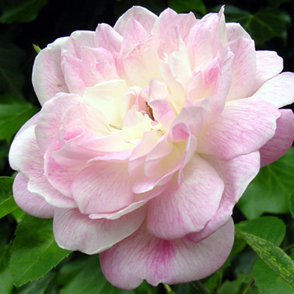 Photos Rosa - Rose