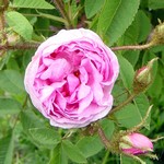 Photos Rosa