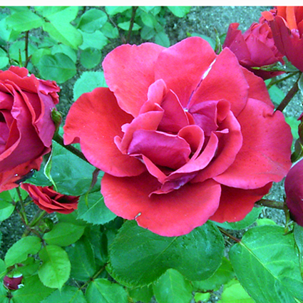 Photos Rosa - 