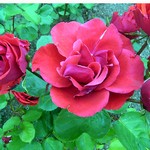 Photos Rosa