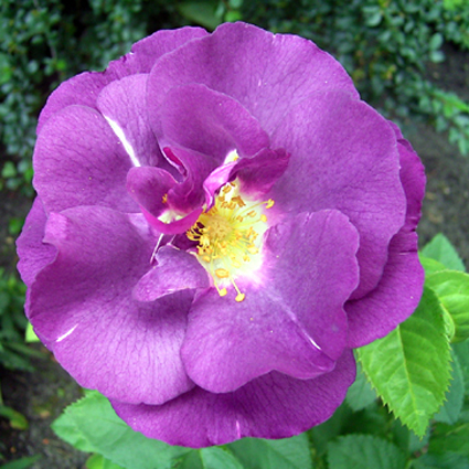 Photos Rosa - Rose