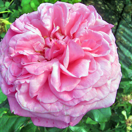Photos Rosa - Rose