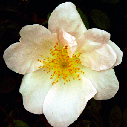 Photos Rosa richardii - Rose