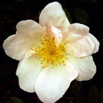 Photos Rosa richardii