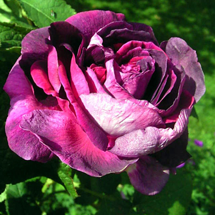 Fotos Rosa - 