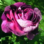 Photos Rosa