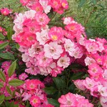 Photos Rosa