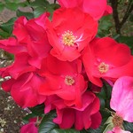 Photos Rosa