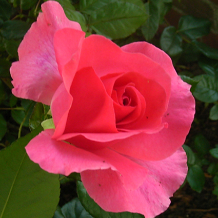 Photos Rosa - Rose