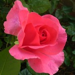 Photos Rosa