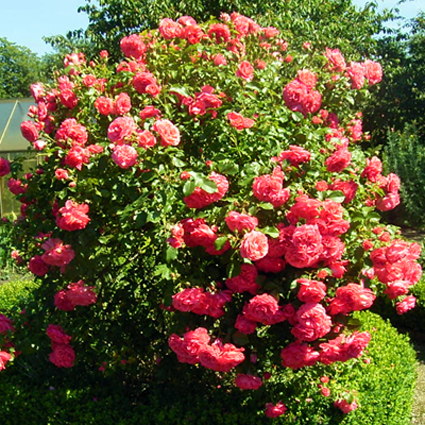 Photos Rosa - Rose