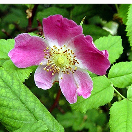 Photos Rosa rubiginosa - Rose