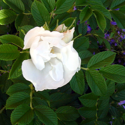 Photos Rosa rugosa