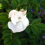 Photos Rosa rugosa