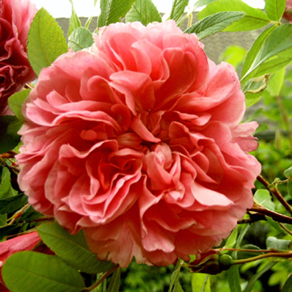 Photos Rosa x rugotida - Rose