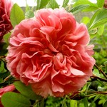 Photos Rosa x rugotida