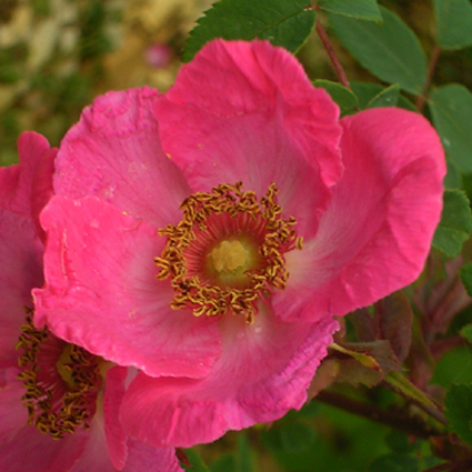 Photos Rosa - Rose