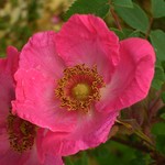 Photos Rosa
