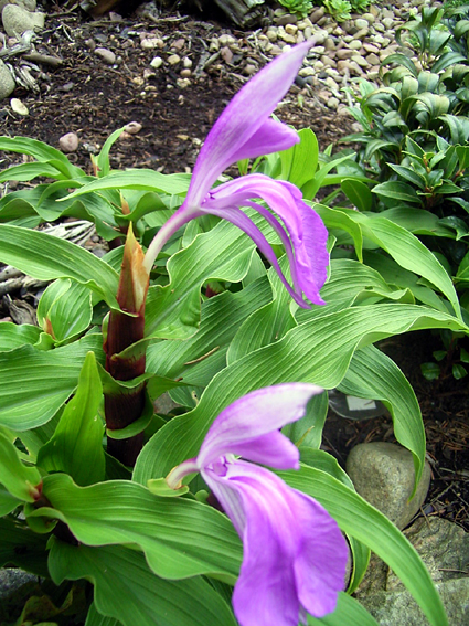 Fotos Roscoea purpurea - 