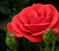 Arbusti Rosa