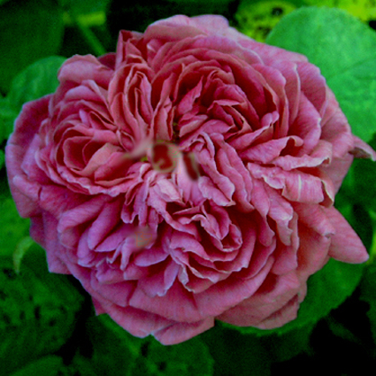 Photos Rosa - 