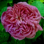 Photos Rosa