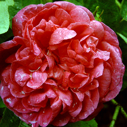 Photos Rosa - Rose