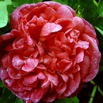 Photos Rosa