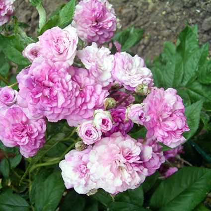 Photos Rosa - Rose