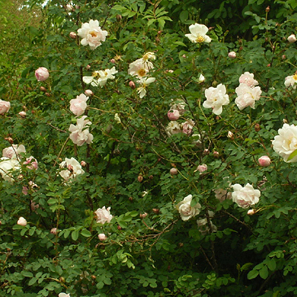 Photos Rosa - Rose