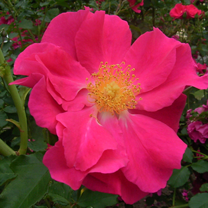 Photos Rosa - Rose