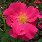 Photos Rosa