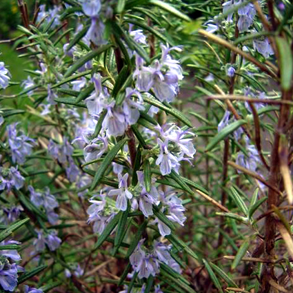 Photos Rosmarinus officinalis - Rosemary