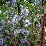 Rosmarinus officinalis - Rosmarin