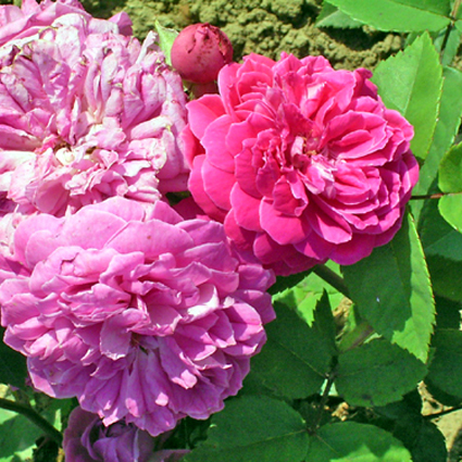 Photos Rosa - Rose