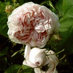 Photos Rosa