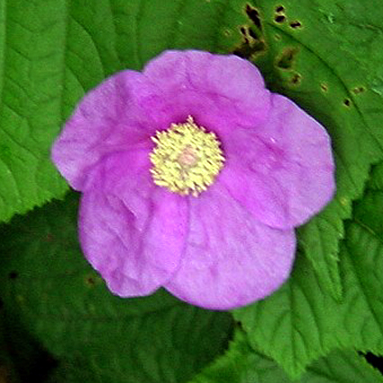 Photos Rubus odoratus - 