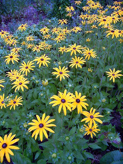 Photos Rudbeckia fulgida var. deamii - Cutleaf coneflower