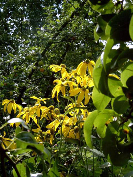 Photos Rudbeckia nitida - Cutleaf coneflower