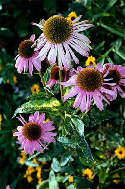 Photos Rudbeckia purpurea - Cutleaf coneflower