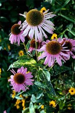 Photos Rudbeckia purpurea