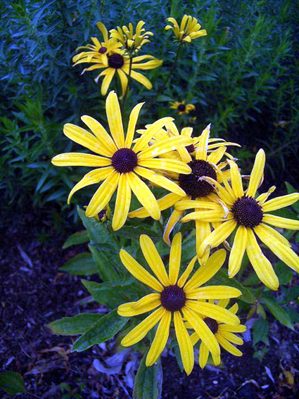 Photos Rudbeckia subtomentosa - Cutleaf coneflower