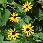 Photos Rudbeckia sullivantii