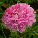 Photos Rosa - Rose
