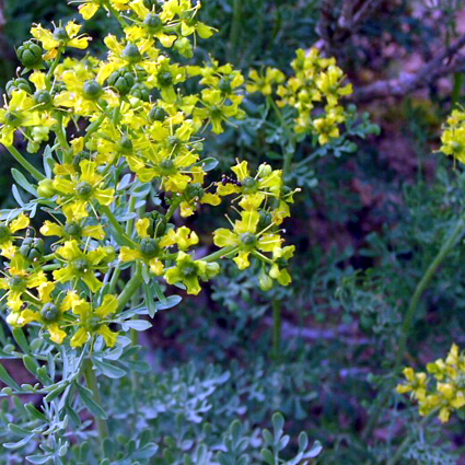 Photos Ruta graveolens - Common rue