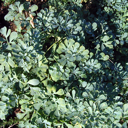 Photos Ruta graveolens - Common rue