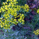 Ruta graveolens - Weinraute