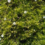 Sagina subulata - Gelbbl�ttriges Sternmoos Aurea